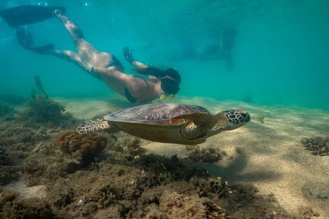 Half Day Low Isles Snorkelling Tour From Port Douglas - Find Attractions 6