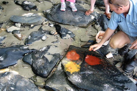Private Daintree Wanderer Tour - Find Attractions 6