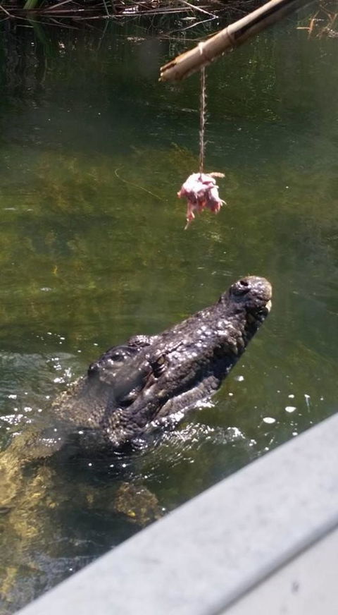 Hartley's Crocodile Adventures Day Trip From Cairns - Find Attractions 11