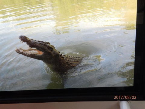 Hartley's Crocodile Adventures Day Trip From Cairns - Find Attractions 4