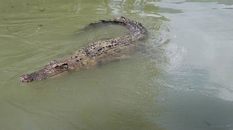 Hartley's Crocodile Adventures Day Trip From Cairns - Find Attractions 10