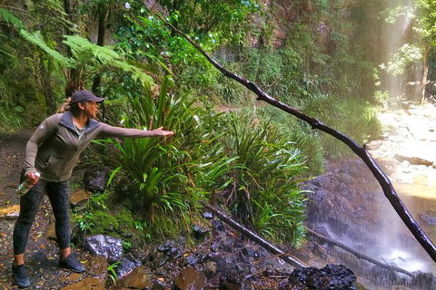 Rainforest & Waterfalls Extravaganza - Find Attractions 8