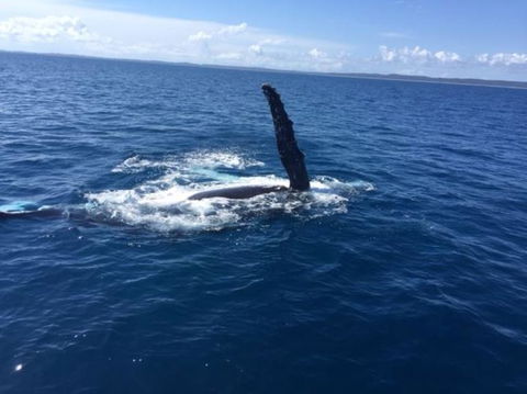 Three-Quarter Day Hervey Bay Premium Whale Watching Cruise - Find Attractions 7
