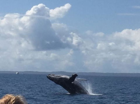 Three-Quarter Day Hervey Bay Premium Whale Watching Cruise - Find Attractions 4