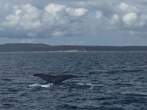 Three-Quarter Day Hervey Bay Premium Whale Watching Cruise - Find Attractions 5