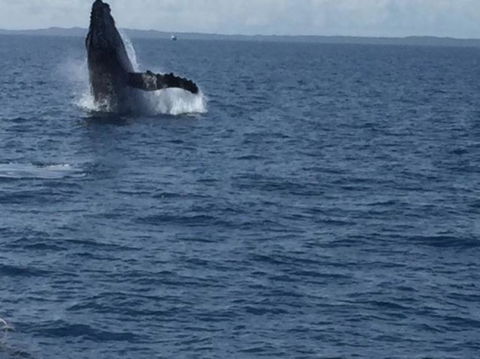 Three-Quarter Day Hervey Bay Premium Whale Watching Cruise - Find Attractions 3