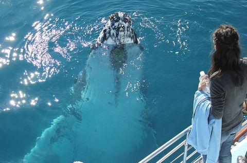 Three-Quarter Day Hervey Bay Premium Whale Watching Cruise - Find Attractions 0