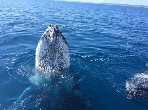 Three-Quarter Day Hervey Bay Premium Whale Watching Cruise - Find Attractions 8