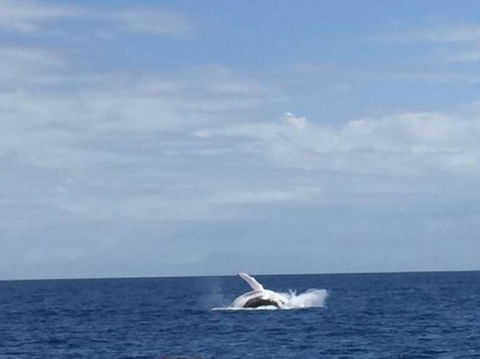 Three-Quarter Day Hervey Bay Premium Whale Watching Cruise - Find Attractions 2