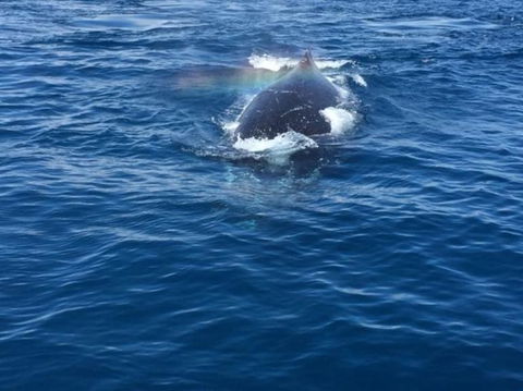Three-Quarter Day Hervey Bay Premium Whale Watching Cruise - Find Attractions 6