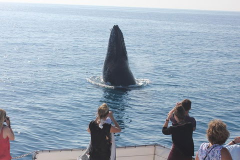 Three-Quarter Day Hervey Bay Premium Whale Watching Cruise - Find Attractions 1