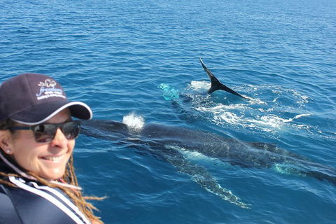 Three-Quarter Day Hervey Bay Premium Whale Watching Cruise - Find Attractions 13
