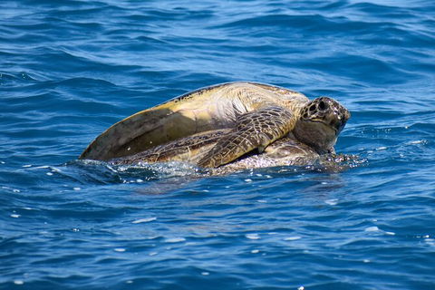Three-Quarter Day Hervey Bay Premium Whale Watching Cruise - Find Attractions 19