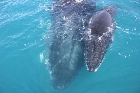 Three-Quarter Day Hervey Bay Premium Whale Watching Cruise - Find Attractions 15