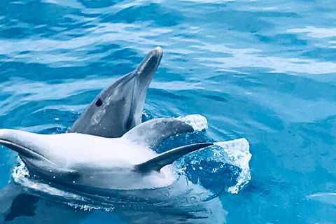Three-Quarter Day Hervey Bay Premium Whale Watching Cruise - Find Attractions 17