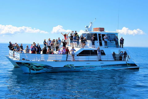 Three-Quarter Day Hervey Bay Premium Whale Watching Cruise - Find Attractions 11