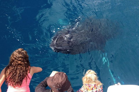 Three-Quarter Day Hervey Bay Premium Whale Watching Cruise - Find Attractions 18
