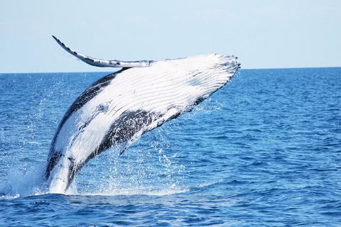 Three-Quarter Day Hervey Bay Premium Whale Watching Cruise - Find Attractions 12