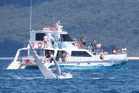 Three-Quarter Day Hervey Bay Premium Whale Watching Cruise - Find Attractions 16