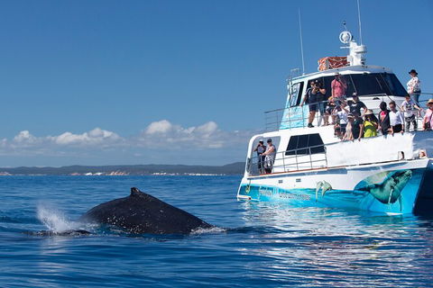 Three-Quarter Day Hervey Bay Premium Whale Watching Cruise - Find Attractions 9