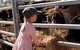 Mackay Farm Food And Flavours Tour - thumb 0