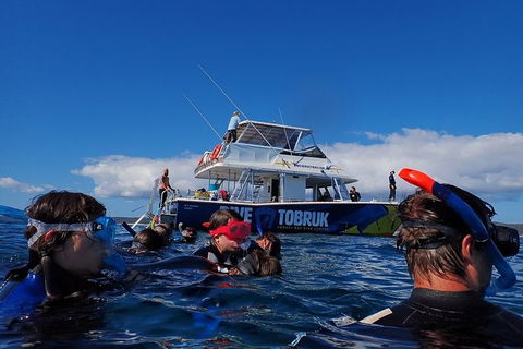 Hervey Bay Whale Swim And Watch - Find Attractions 5