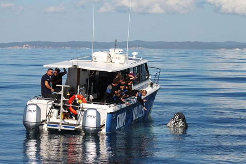 Hervey Bay Whale Swim And Watch - Find Attractions 3