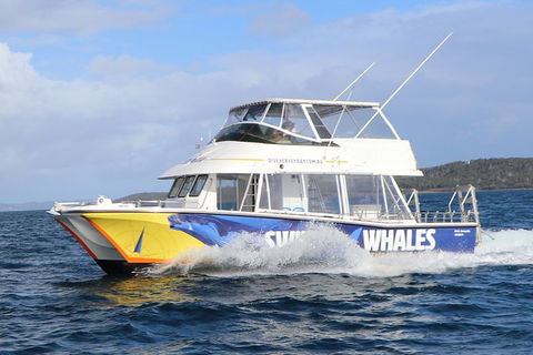 Hervey Bay Whale Swim And Watch - Find Attractions 2