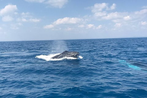 Hervey Bay Whale Swim And Watch - Find Attractions 6