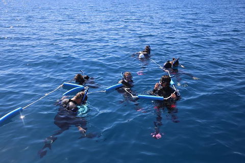 Hervey Bay Whale Swim And Watch - Find Attractions 8