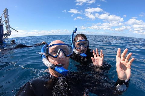 Hervey Bay Whale Swim And Watch - Find Attractions 4
