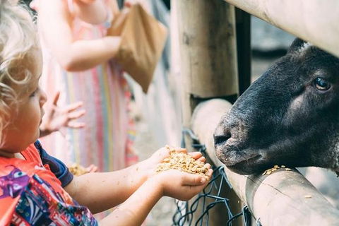 Tropical Fruit World With Wildlife Boat Cruise From Gold Coast - Find Attractions 12