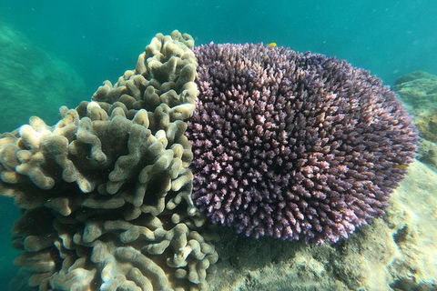 Whitehaven Beach Day Tour With Snorkel In Whitsundays Island - Find Attractions 18