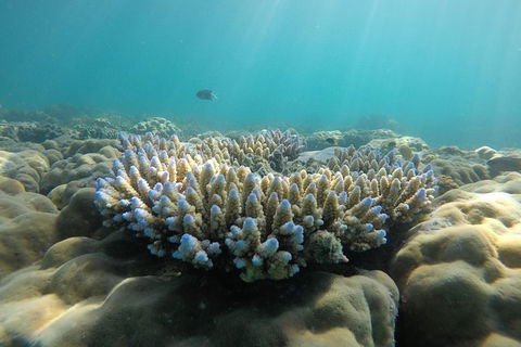 Whitehaven Beach Day Tour With Snorkel In Whitsundays Island - Find Attractions 16