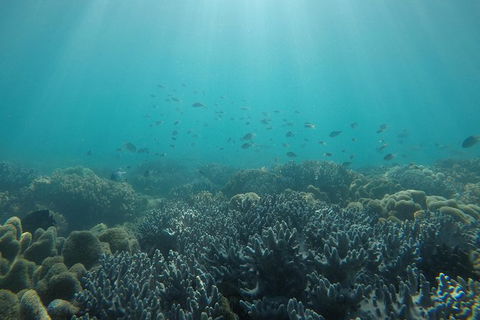Whitehaven Beach Day Tour With Snorkel In Whitsundays Island - Find Attractions 3