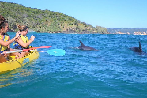 Half-Day Kayak With Dolphins And 4WD Beach Drive From Rainbow Beach - Find Attractions 1
