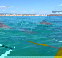 Half-Day Kayak with Dolphins and 4WD Beach Drive from Rainbow Beach - Find Attractions
