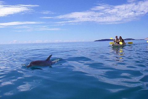 Half-Day Kayak With Dolphins And 4WD Beach Drive From Rainbow Beach - Find Attractions 9