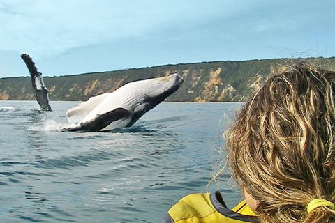 Half-Day Kayak With Dolphins And 4WD Beach Drive From Rainbow Beach - Find Attractions 7