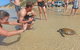 Half-Day Kayak With Dolphins And 4WD Beach Drive From Rainbow Beach - thumb 11