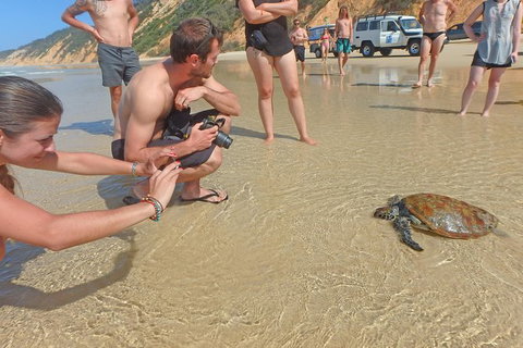 Half-Day Kayak With Dolphins And 4WD Beach Drive From Rainbow Beach - Find Attractions 11