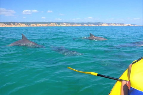 Half-Day Kayak With Dolphins And 4WD Beach Drive From Rainbow Beach - Find Attractions 2