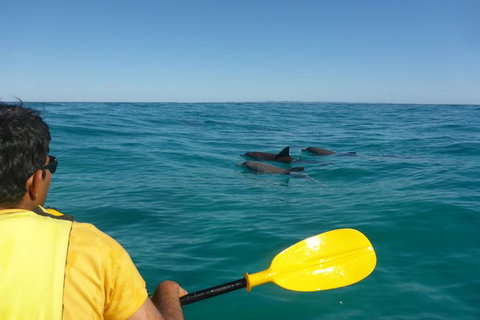Half-Day Kayak With Dolphins And 4WD Beach Drive From Rainbow Beach - Find Attractions 6