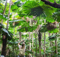 Cape Tribulation Daintree Rainforest and Wildlife Tour - Find Attractions