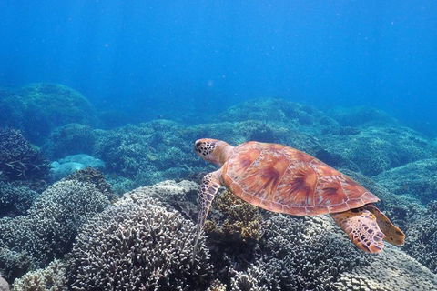 Calypso Outer Great Barrier Reef Cruise From Port Douglas - Find Attractions 9