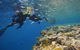 Calypso Outer Great Barrier Reef Cruise From Port Douglas - thumb 3