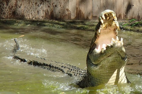 Hartley\'s Crocodile Adventures Day Trip From Palm Cove - Find Attractions 4