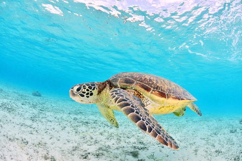 Low Island Snorkelling Private Charter Aboard Authentic Chinese Junk Boat - Find Attractions 3