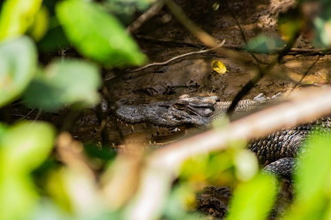 Cape Tribulation Day Tour - Find Attractions 9