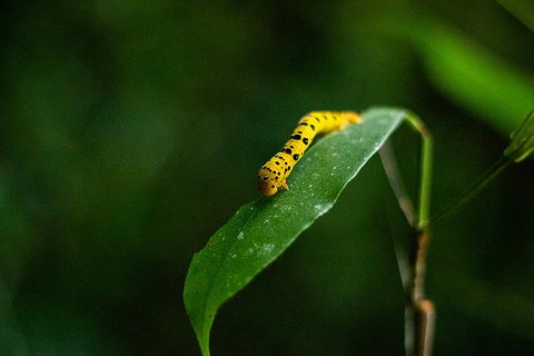 Cape Tribulation Day Tour - Find Attractions 3